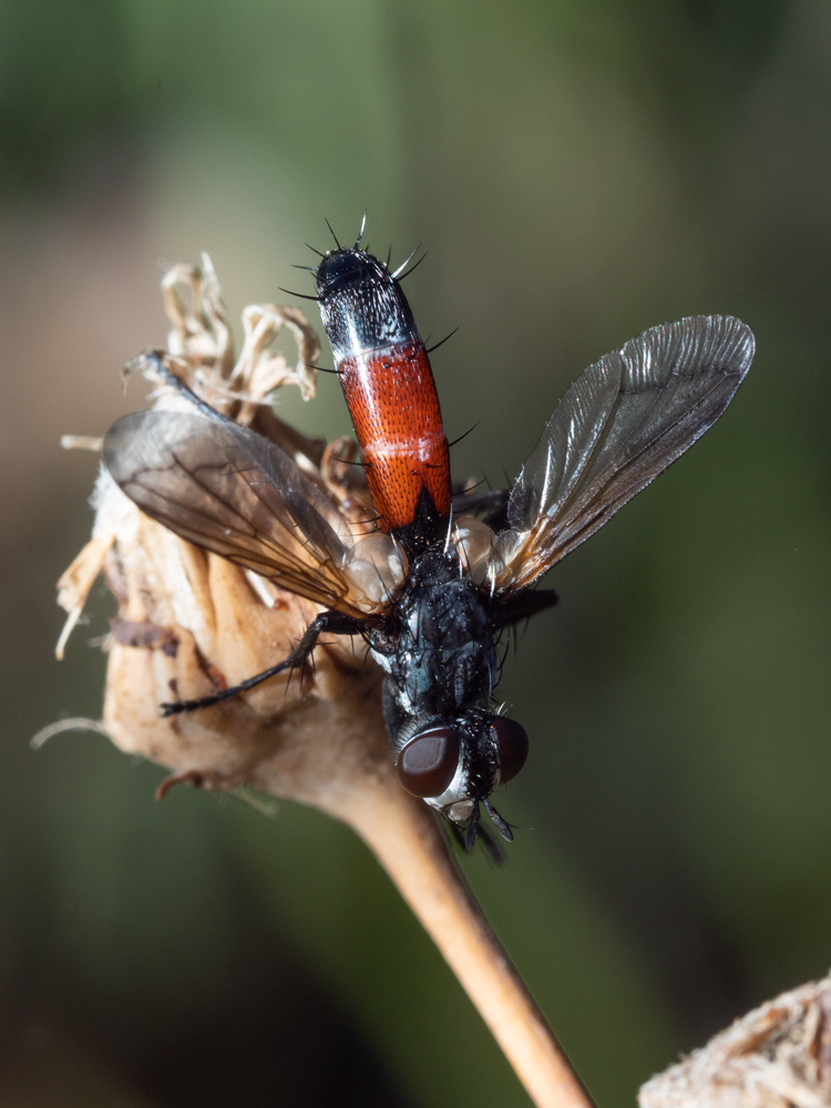 Tachinidae: Cylindromyia cfr. intermedia