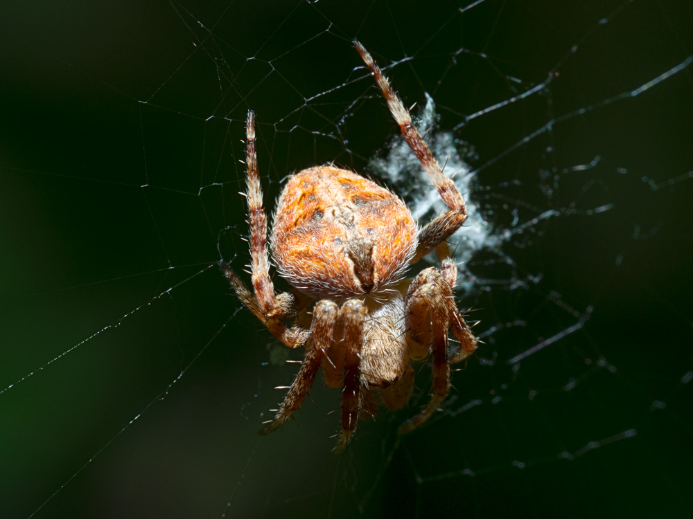 Araneidae: cfr. Neoscona subfusca