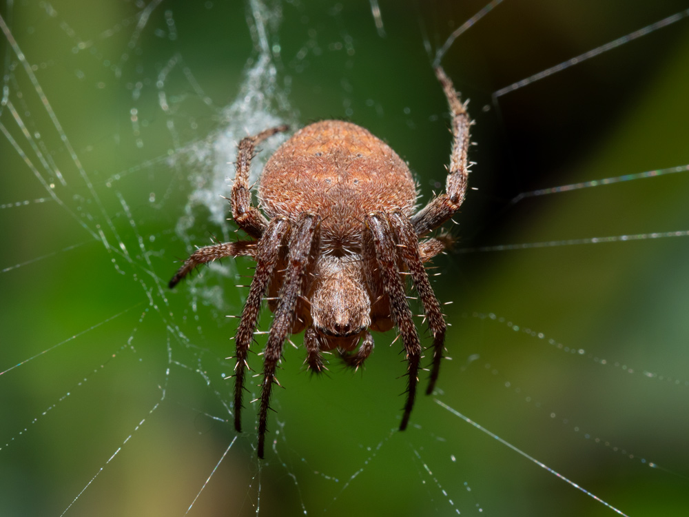 Neoscona subfusca? S