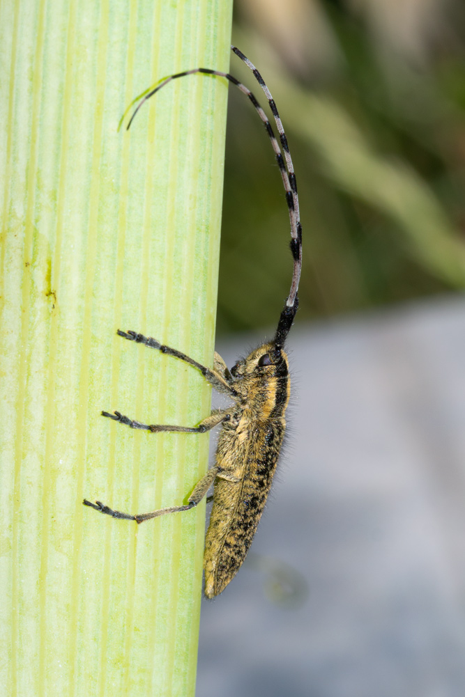 Cerambycidae:   Agapanthia sicula melmerendii