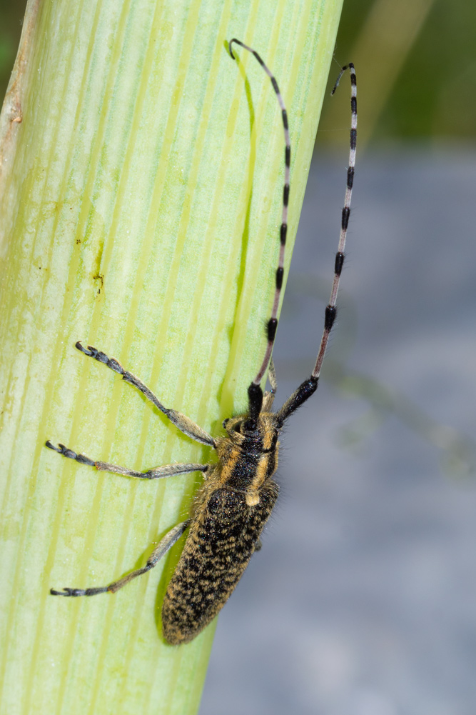 Cerambycidae:   Agapanthia sicula melmerendii