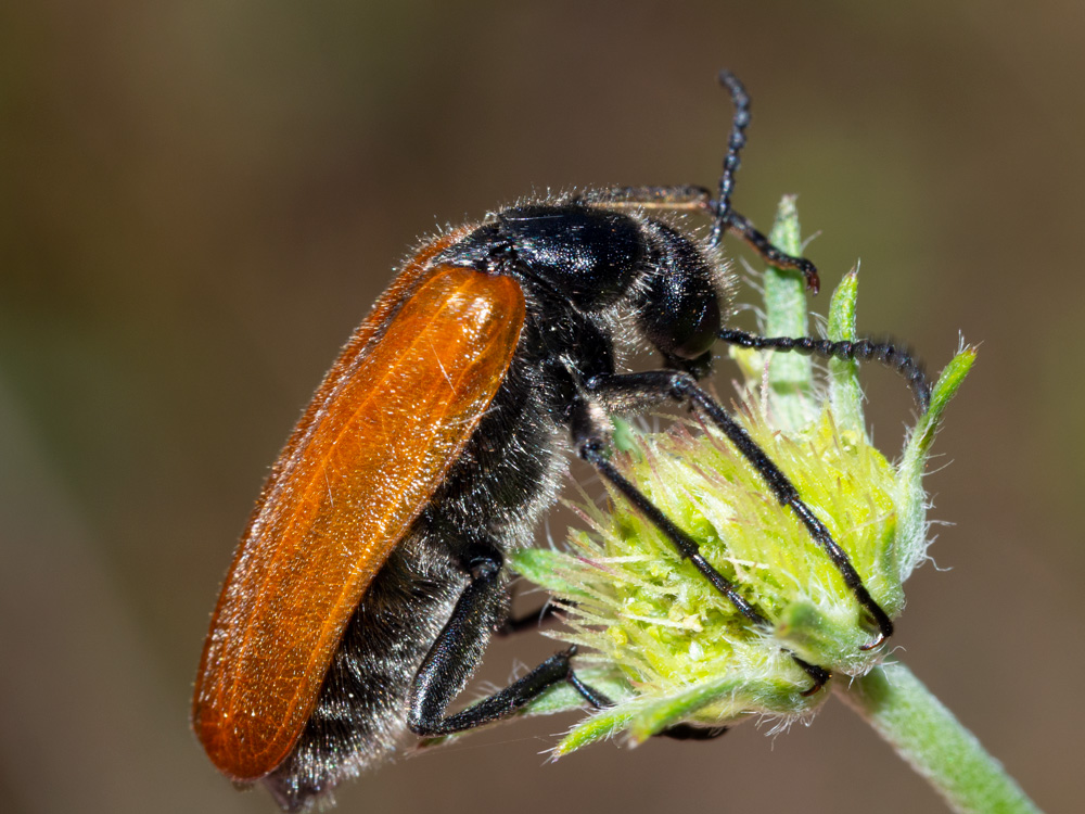 Meloidae: Lydus trimaculatus italicus, femmina.