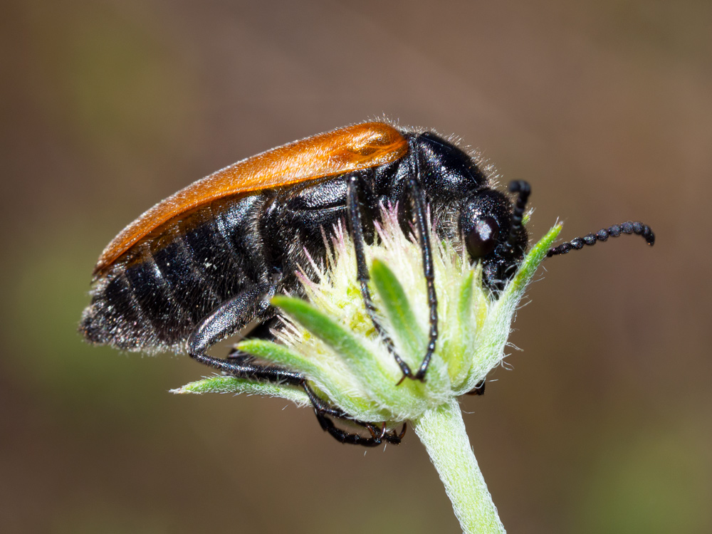 Meloidae: Lydus trimaculatus italicus, femmina.