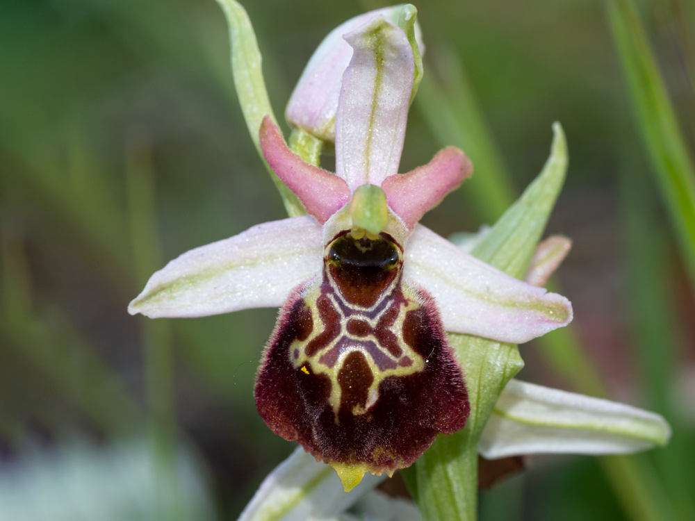 Ophrys exaltata?