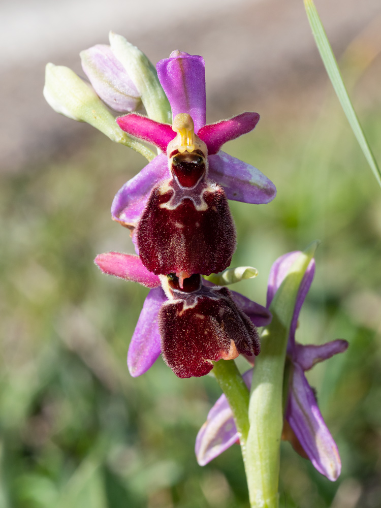 Ophrys exaltata?