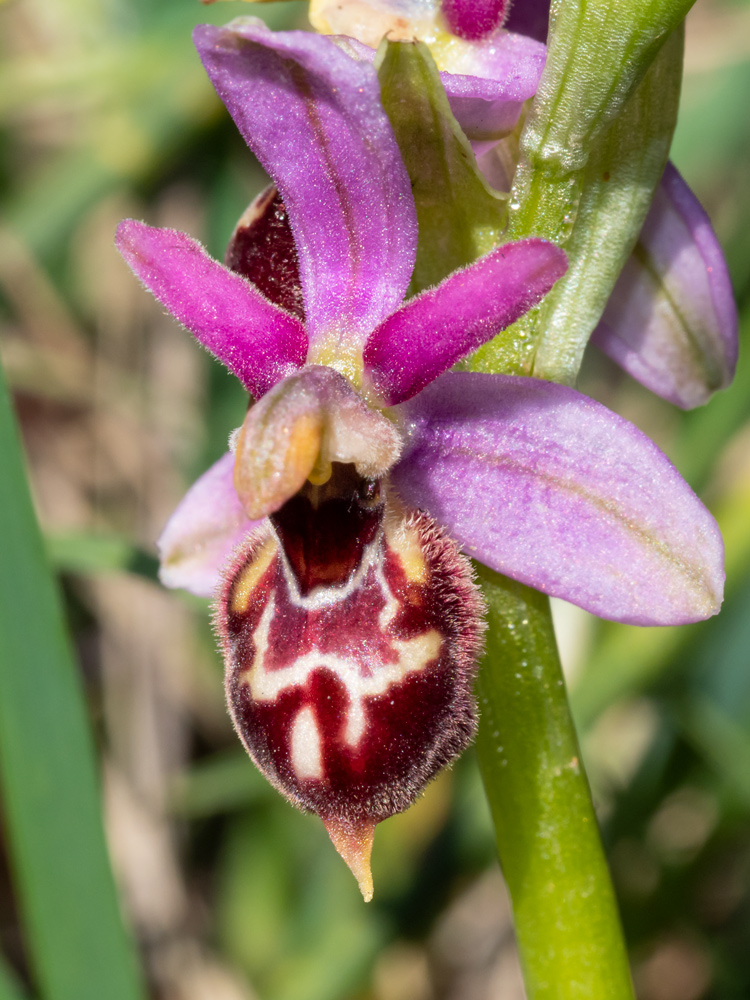 Ophrys exaltata?