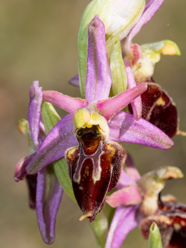 Ophrys exaltata?