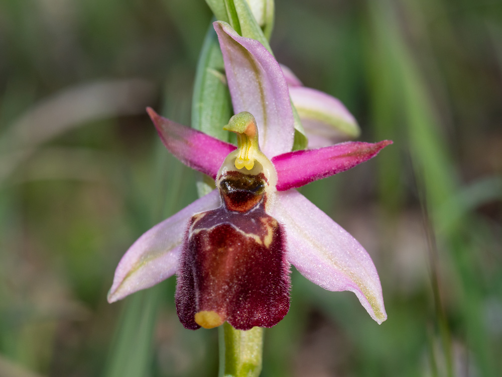 Ophrys exaltata?