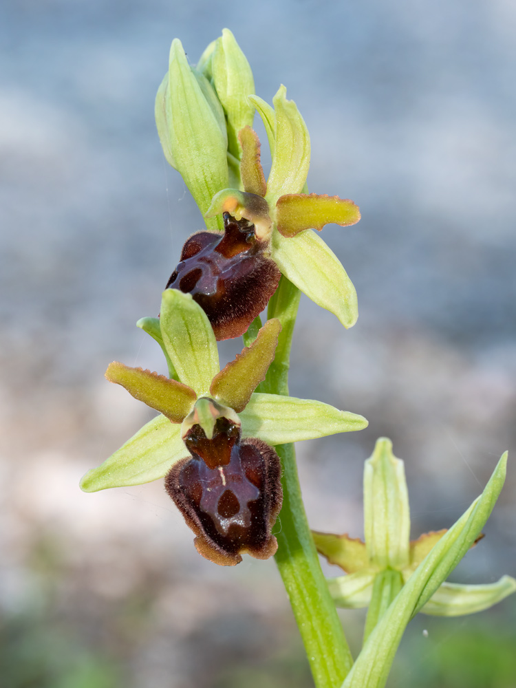Ophrys sphegodes