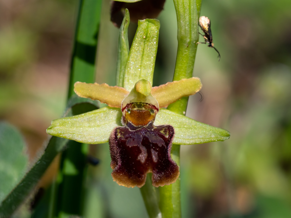 Ophrys sphegodes