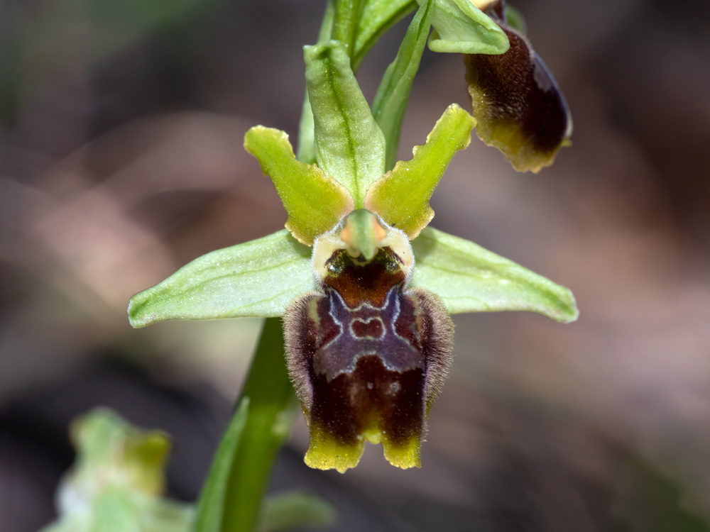 Ophrys sphegodes