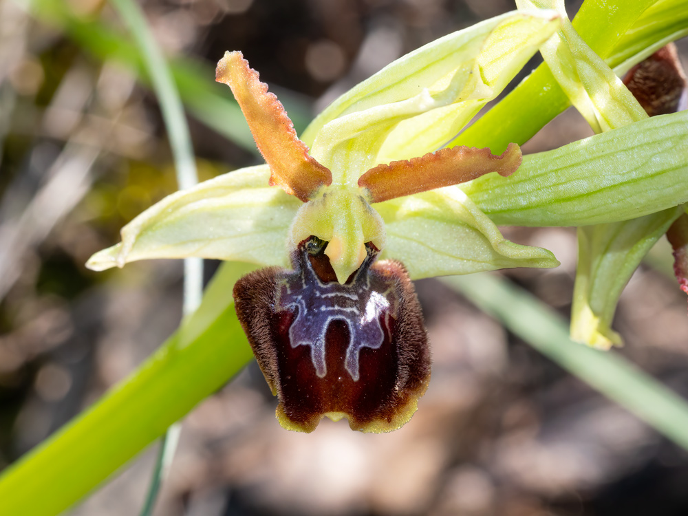 Ophrys sphegodes