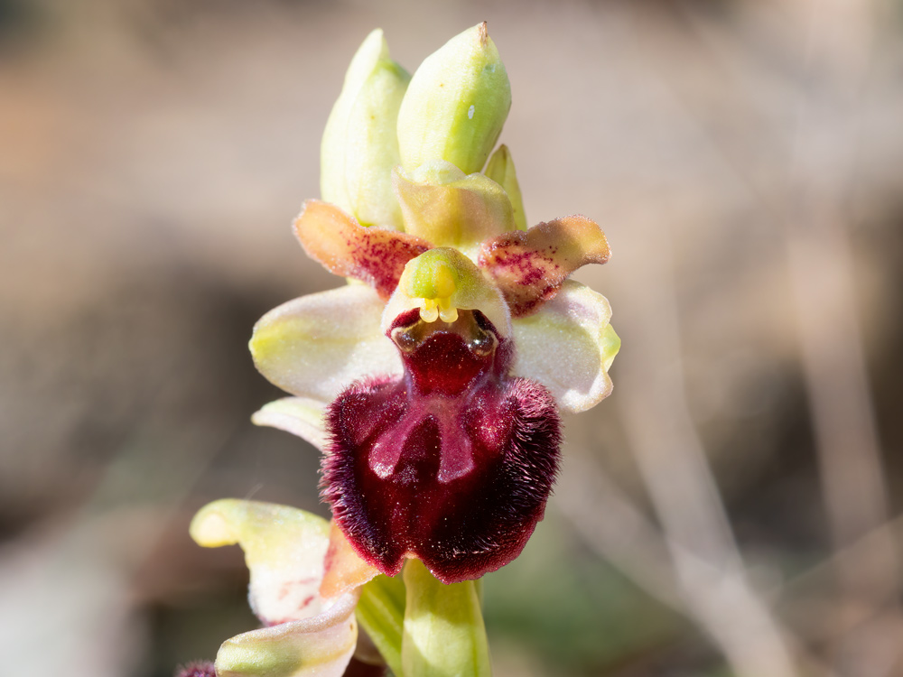 Ophrys sphegodes