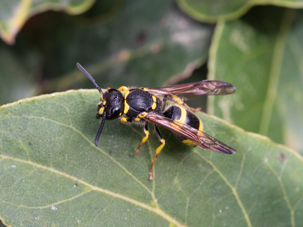 Ancistrocerus longispinosus (Vespidae Eumeninae)