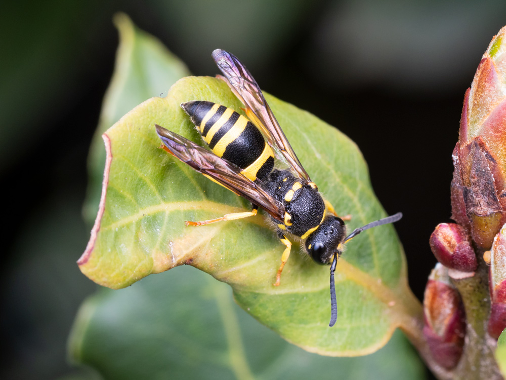 Ancistrocerus longispinosus (Vespidae Eumeninae)
