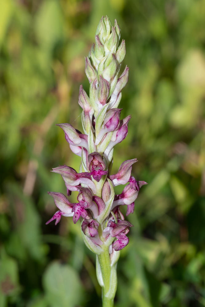 Anacamptis coriophora?