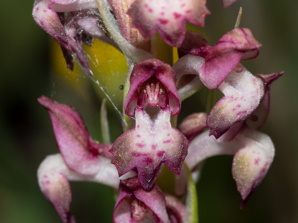 Anacamptis coriophora?