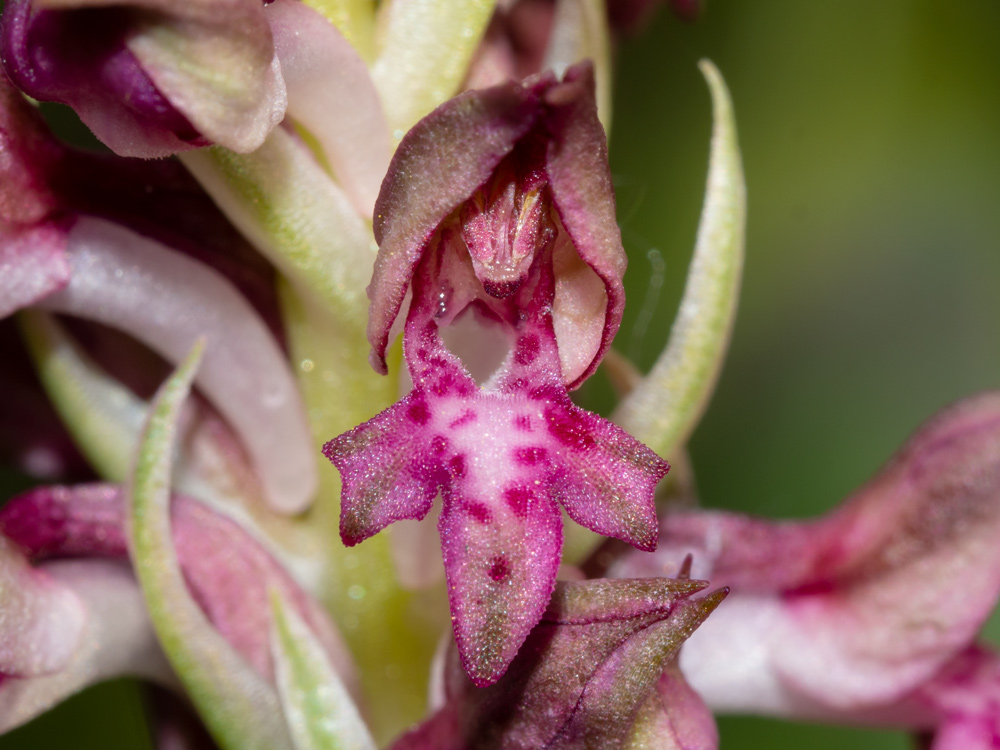 Anacamptis coriophora?