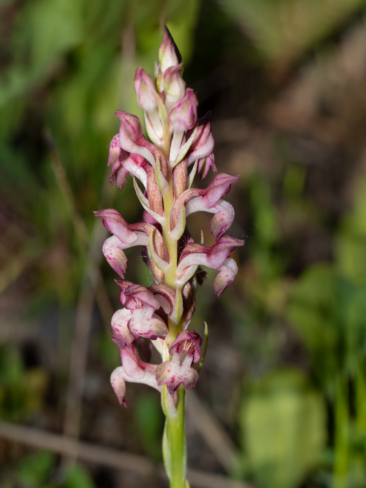 Anacamptis coriophora?