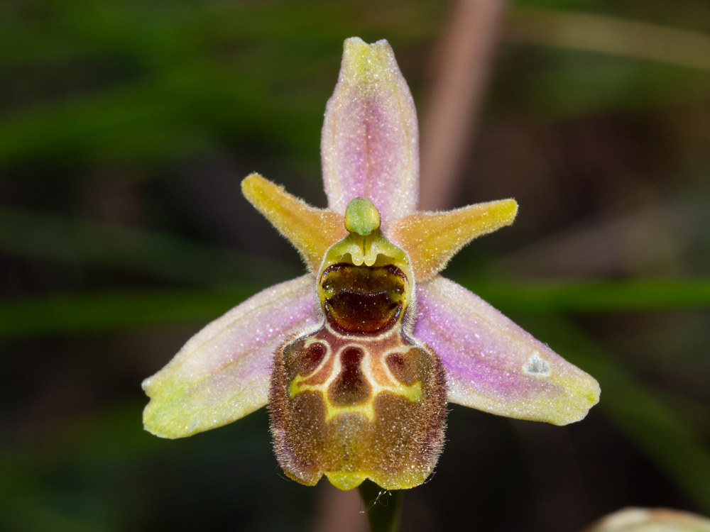 Ophrys da identificare