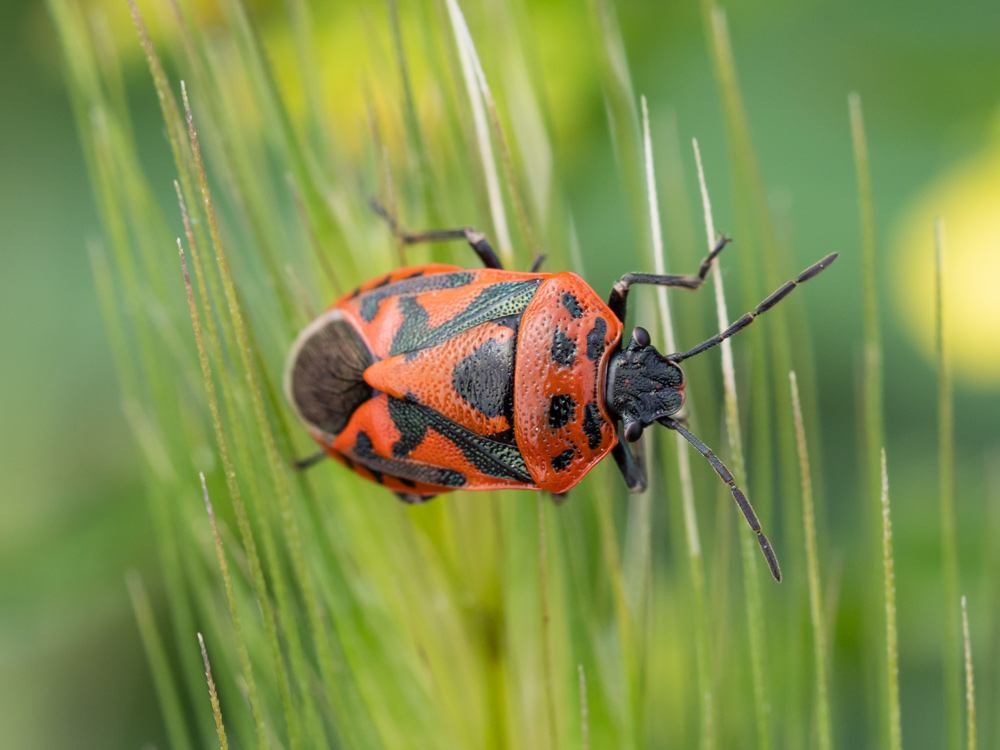 Eurydema ornata ? S