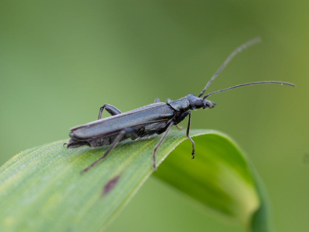 Oedemeridae: Oedemera cfr. crassipes, maschio.