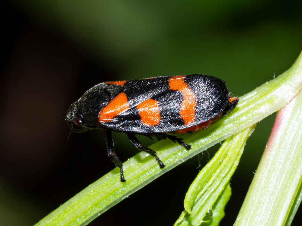 Cercopis sanguinolenta?