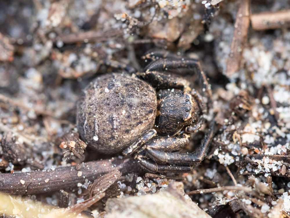 Bassaniodes sp. (Thomisidae)