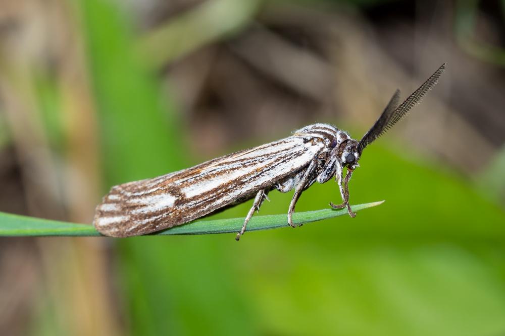 Spiris sp. (Erebidae Arctiinae), maschio