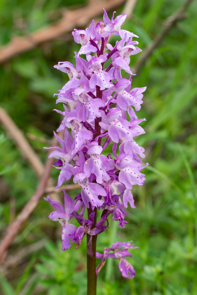 Orchis mascula?