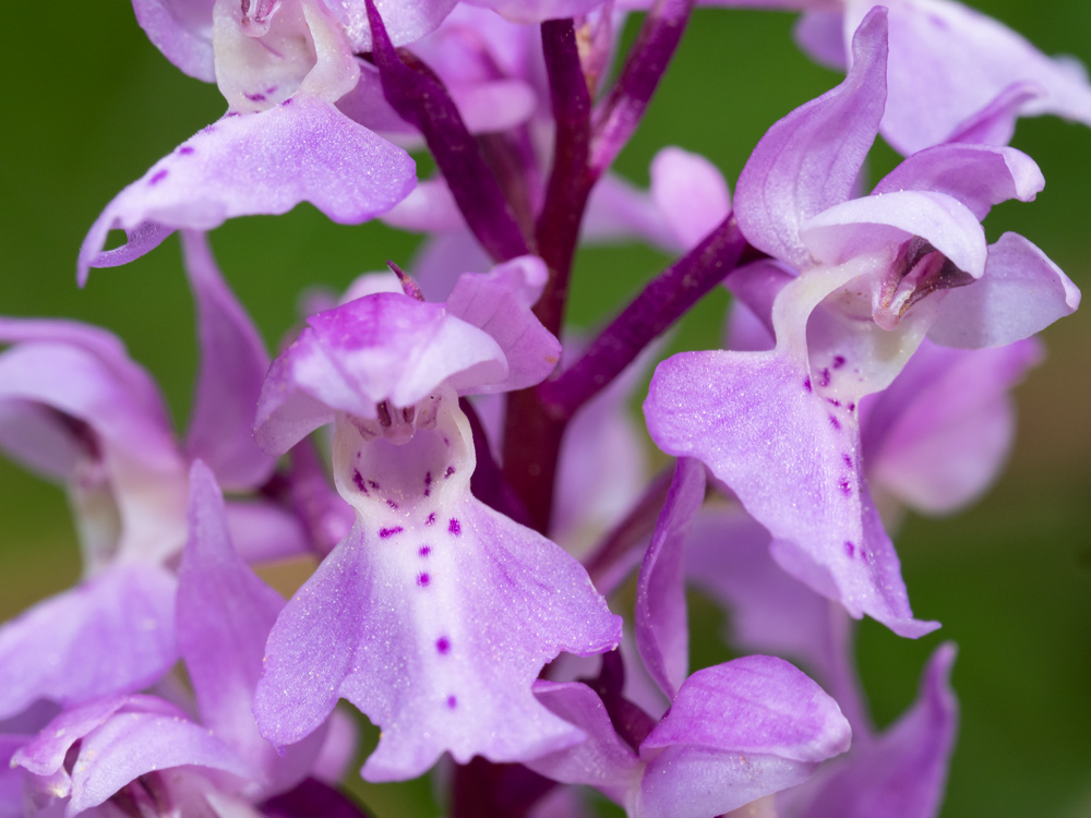 Orchis mascula?