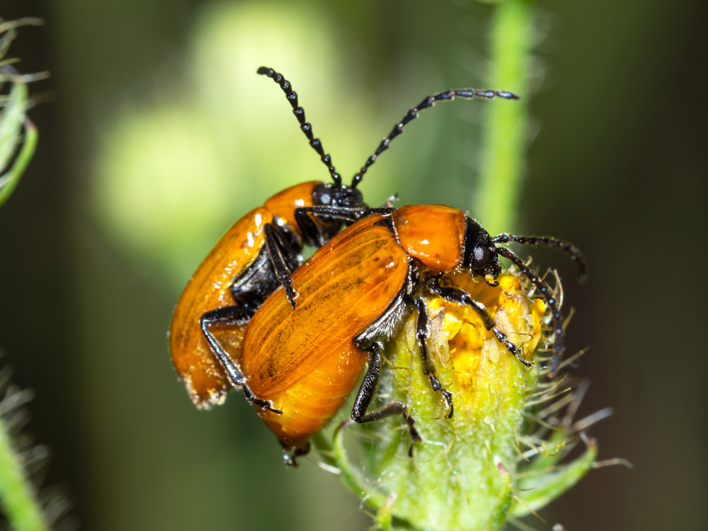 Chrysomelidae: Exosoma lusitanicum