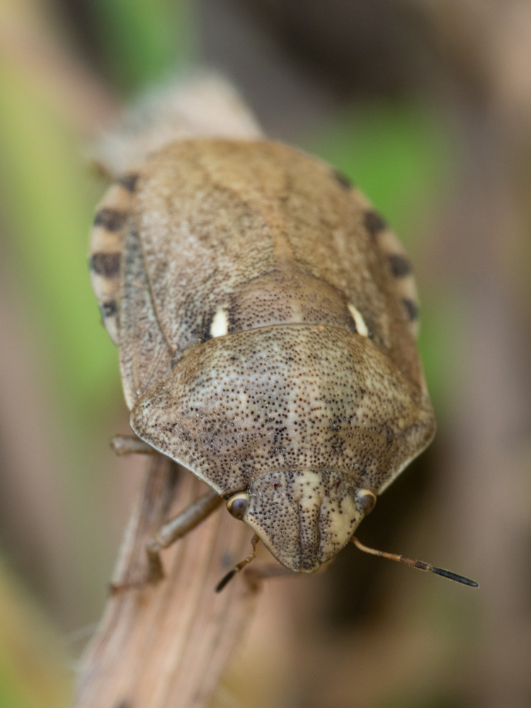 Eurygaster cfr. maura (Scutelleridae)