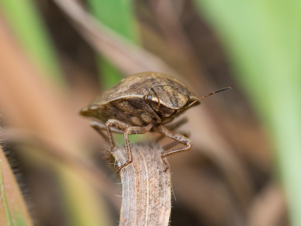 Eurygaster cfr. maura (Scutelleridae)