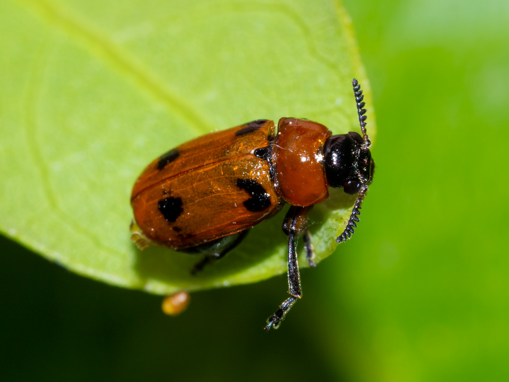 Chrysomelidae: femmina di Macrolenes dentipes