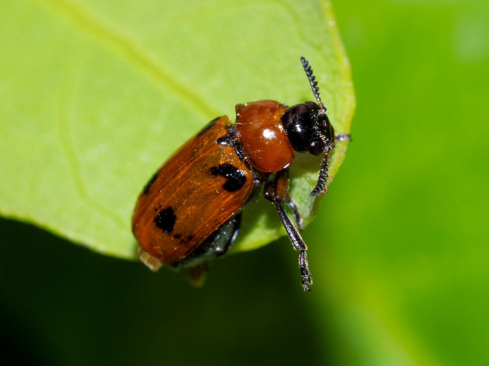 Chrysomelidae: femmina di Macrolenes dentipes