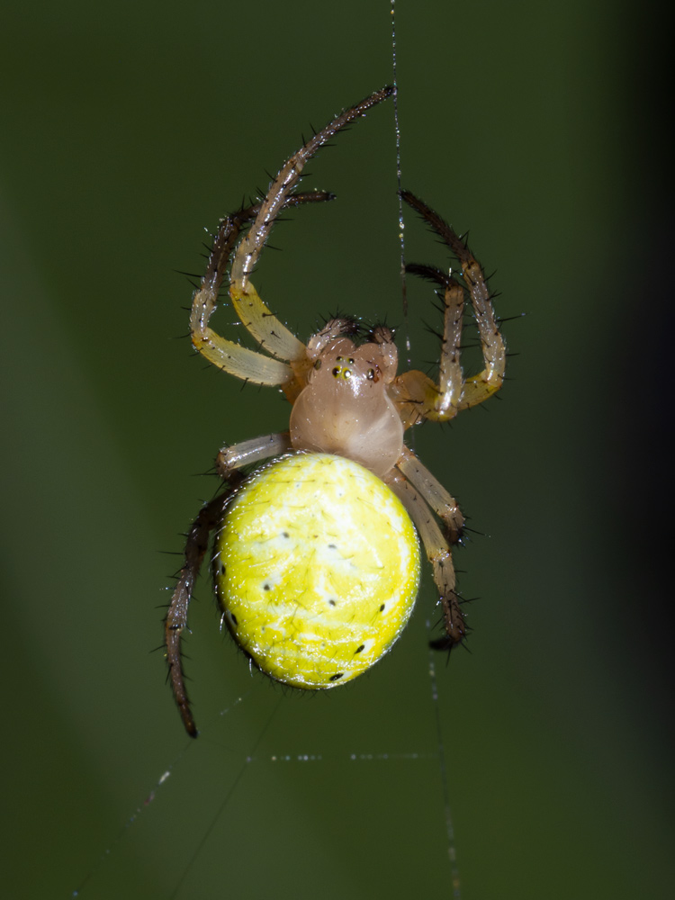 Araniella sp.