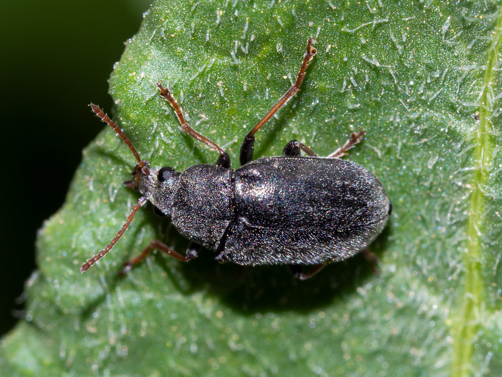 Mycteridae: Mycterus tibialis, maschio.