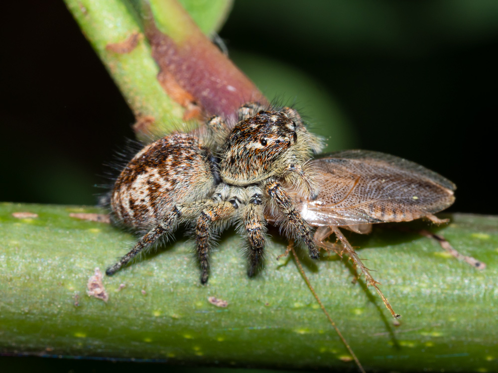 Philaeus chrysops femmina? S