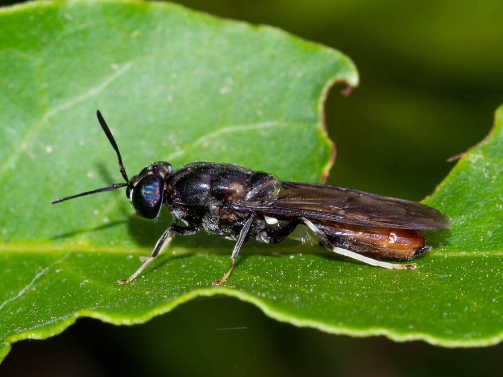 Stratiomyidae: Hermetia illucens? S