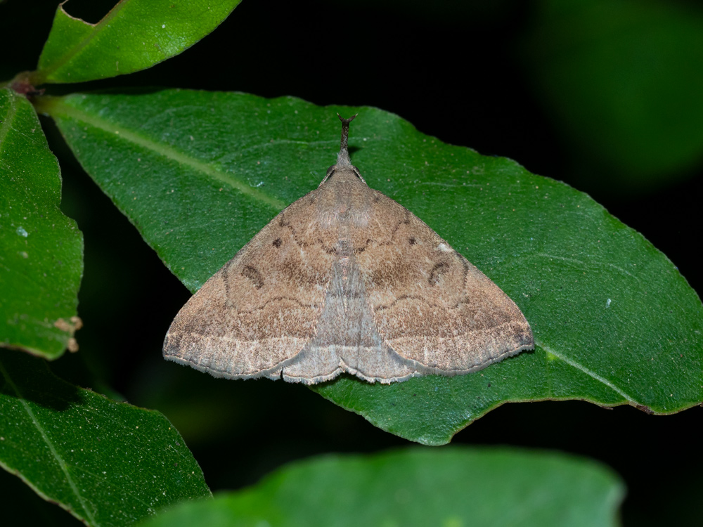 Polypogon plumigeralis - Erebidae