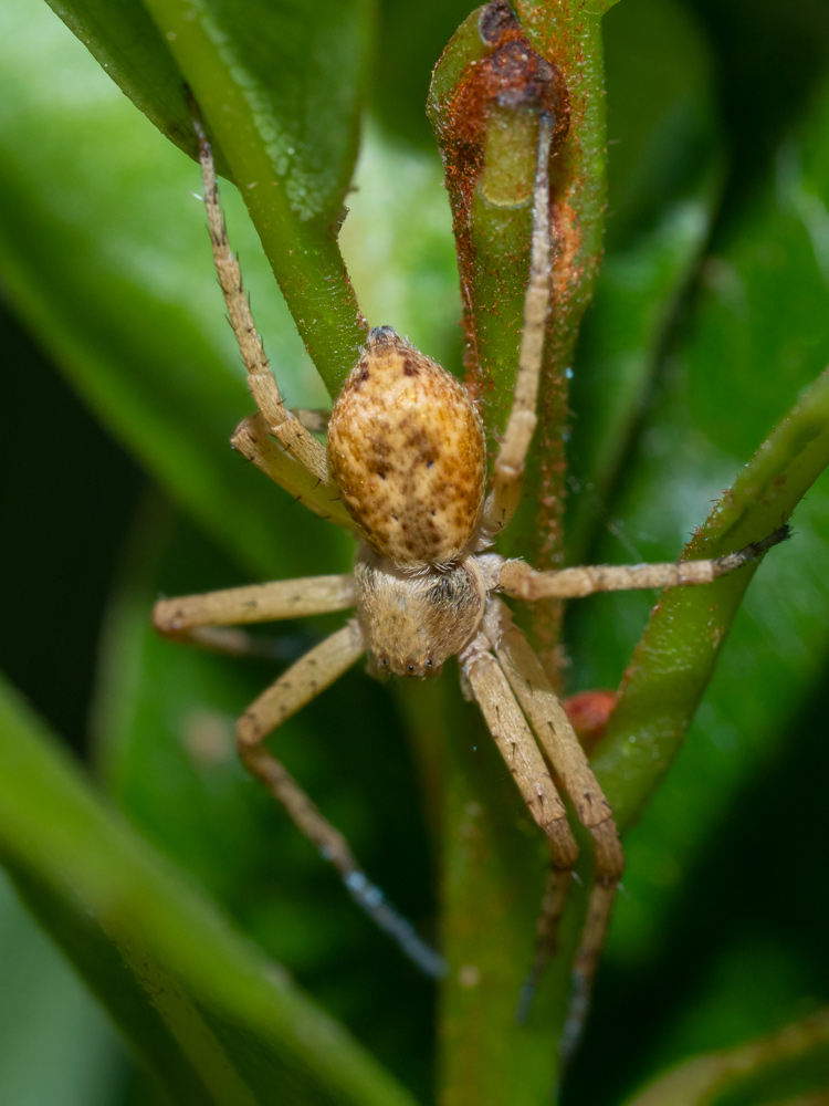 Philodromus sp.