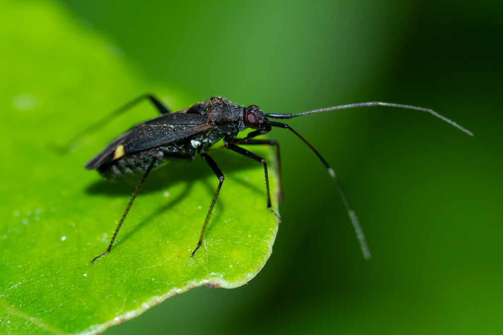 Miridae: Closterotomus ventralis