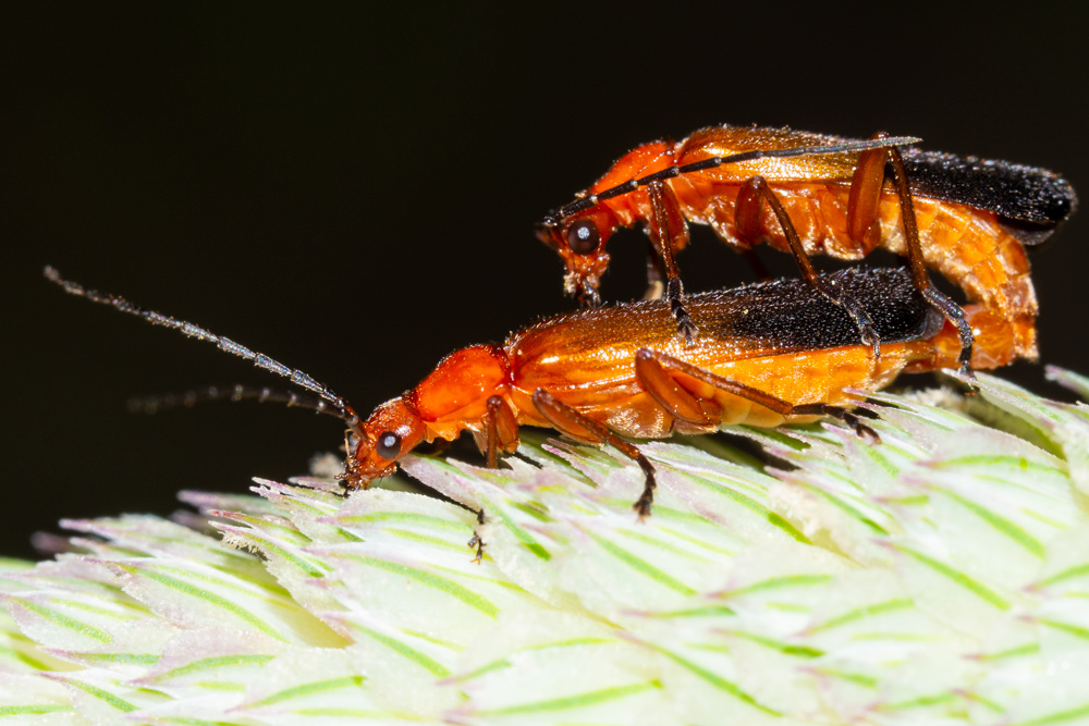 Cantharidae: Rhagonycha fulva