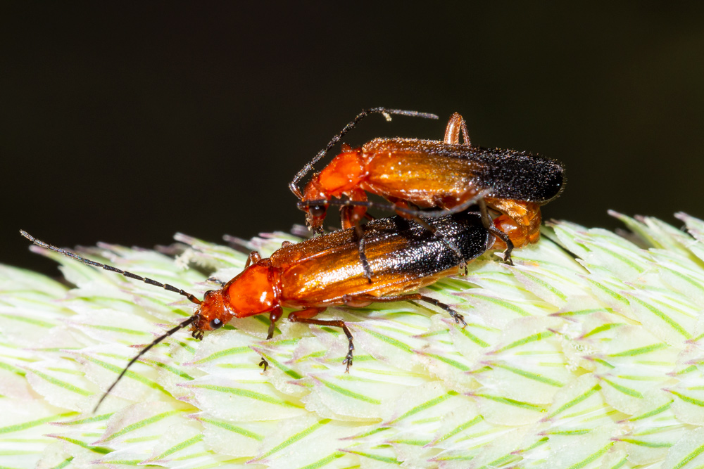 Cantharidae: Rhagonycha fulva