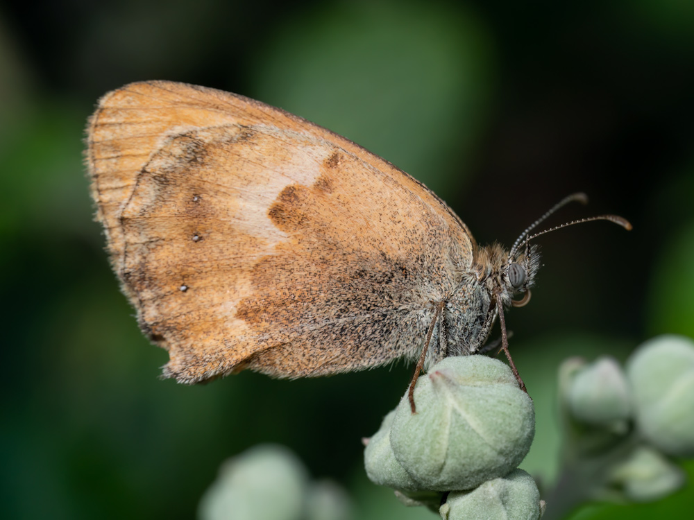 Coenonympha pamphilus (Nymphalidae Satyrinae)