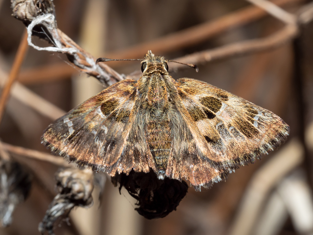 Hesperiidae: Carcharodus alceae?  S