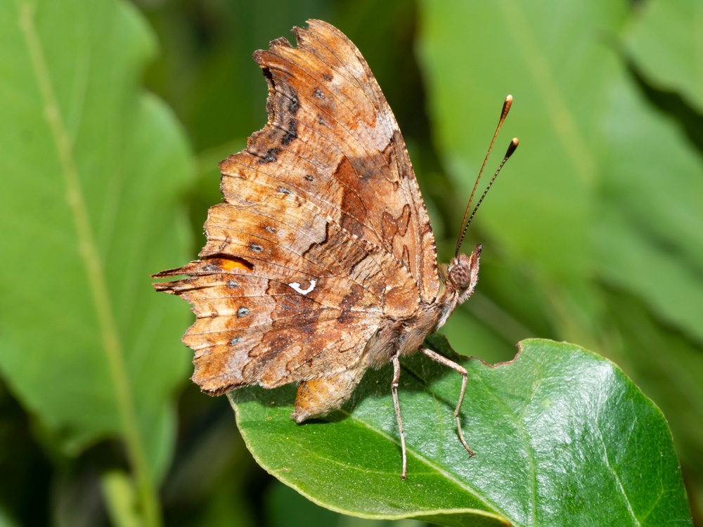 Polygonia c-album