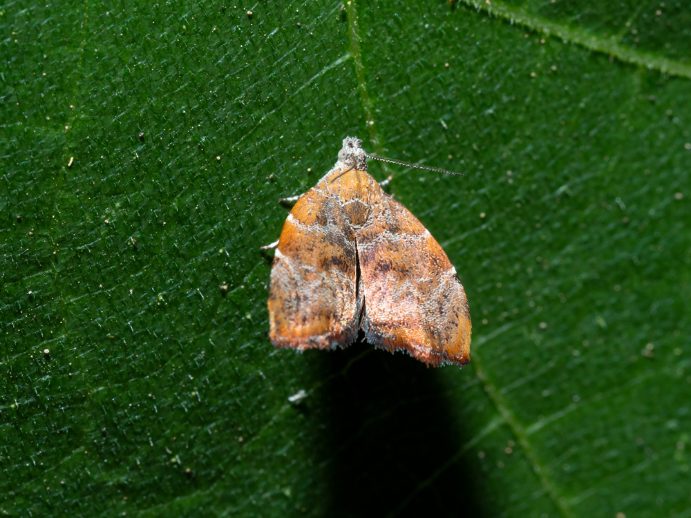 Choreutis nemorana? S