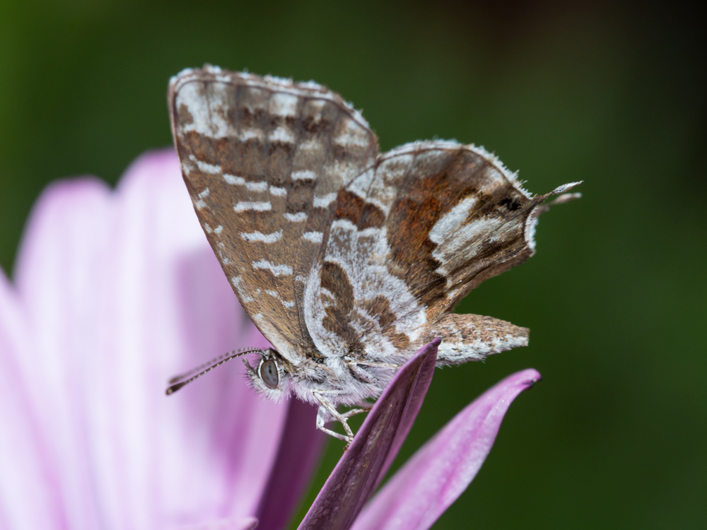 Cacyreus marshalli?  S